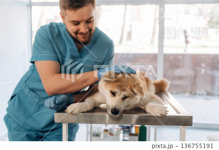 Animal is lying down on table. Male veterinarian is with Akita Inu dog in clinic Animal is lying down on table. Male veterinarian is with Akita Inu dog in clinic 136755191