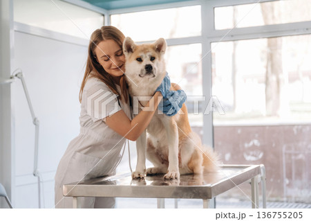 Female veterinarian is with Akita Inu dog in clinic Female veterinarian is with Akita Inu dog in clinic 136755205