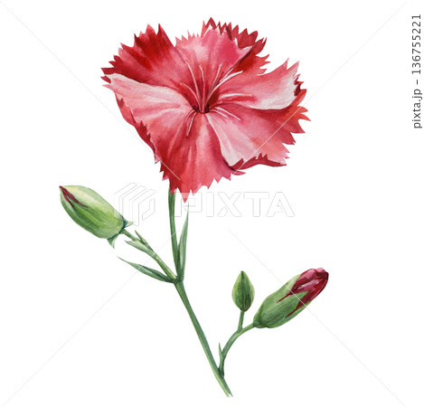 Red carnation watercolor flower with two buds on slender stem isolated on white for floral stationery wedding bouquet design Red carnation watercolor flower with two buds on slender stem isolated on white for floral stationery wedding bouquet design 136755221