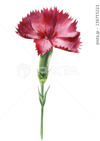 Red carnation watercolor flower isolated on white background with ruffled petals for romantic greeting card design 136755223
