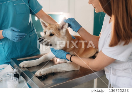 In professional doctor's clothes. Veterinarians are with Akita Inu dog in clinic 136755228