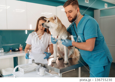 In professional doctor's clothes. Veterinarians are with Akita Inu dog in clinic In professional doctor's clothes. Veterinarians are with Akita Inu dog in clinic 136755230