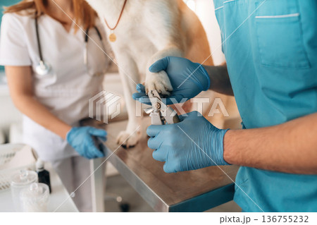 Scissors, using them to cut the nails. Veterinarians are with Akita Inu dog in clinic 136755232