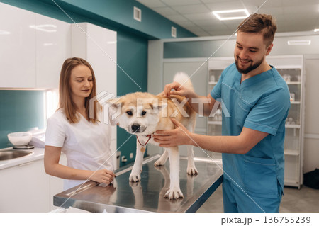 On the table. Veterinarians are with Akita Inu dog in clinic On the table. Veterinarians are with Akita Inu dog in clinic 136755239