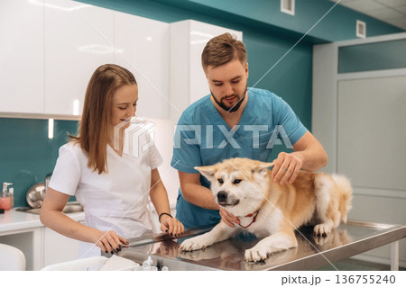 On the table. Veterinarians are with Akita Inu dog in clinic On the table. Veterinarians are with Akita Inu dog in clinic 136755240