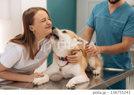 Licking the face of woman. Veterinarians are with Akita Inu dog in clinic 136755241