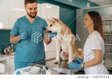 Veterinarians are with Akita Inu dog in clinic Veterinarians are with Akita Inu dog in clinic 136755253