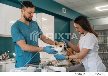 Professional examination. Veterinarians are with Akita Inu dog in clinic Professional examination. Veterinarians are with Akita Inu dog in clinic 136755255