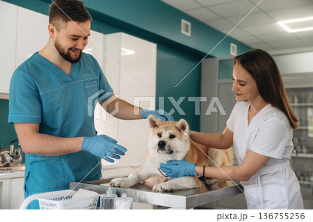 Professional examination. Veterinarians are with Akita Inu dog in clinic 136755256