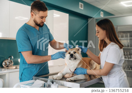 Professional examination. Veterinarians are with Akita Inu dog in clinic Professional examination. Veterinarians are with Akita Inu dog in clinic 136755258