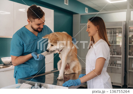 Giving the paw. Veterinarians are with Akita Inu dog in clinic Giving the paw. Veterinarians are with Akita Inu dog in clinic 136755264