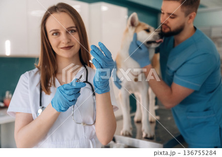 Syringe and medicine, vaccination. Veterinarians are with Akita Inu dog in clinic Syringe and medicine, vaccination. Veterinarians are with Akita Inu dog in clinic 136755284