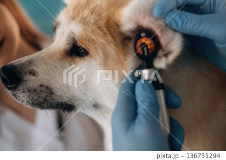 Equipment for ear checking. Veterinarians are with Akita Inu dog in clinic Equipment for ear checking. Veterinarians are with Akita Inu dog in clinic 136755294
