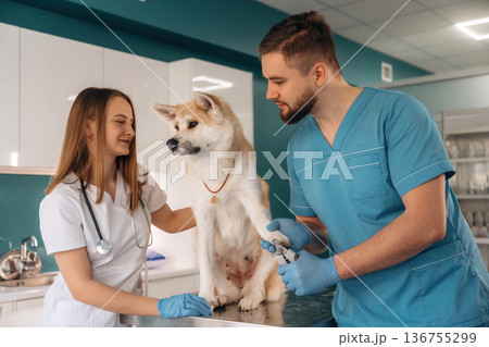 Nails are being cutting. Veterinarians are with Akita Inu dog in clinic Nails are being cutting. Veterinarians are with Akita Inu dog in clinic 136755299