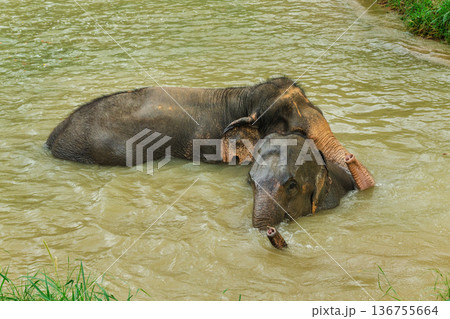 Two Asian elephants relaxing and bathing in a muddy river in Thailand, gentle interaction with raised trunks in a calm tropical natural setting 136755664