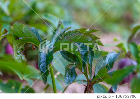 庭先に力強く茂るクリスマスローズの深緑の葉 136755706