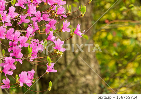 新緑の中で鮮やかに咲き誇るピンクのミツバツツジ 新緑の中で鮮やかに咲き誇るピンクのミツバツツジ 136755714