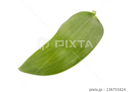 leaves of vanilla orchid plant isolated on a white background leaves of vanilla orchid plant isolated on a white background 136755824