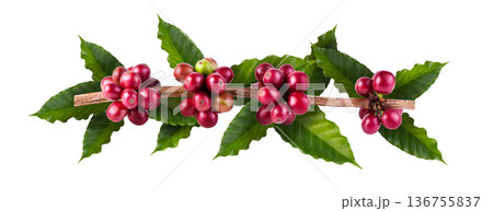 Fresh Arabica Coffee beans ripening isolated on a white background. Fresh Arabica Coffee beans ripening isolated on a white background. 136755837
