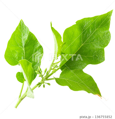 Pea Eggplants or turkey berry isolated over white background Pea Eggplants or turkey berry isolated over white background 136755852