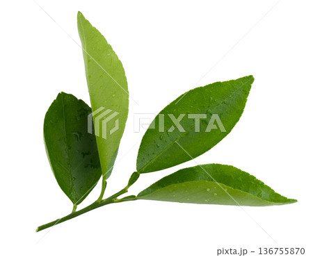 Citrus leaves isolated on a white background. 136755870