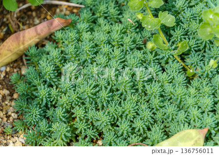庭を彩る瑞々しい緑のセダムと多肉植物 136756011
