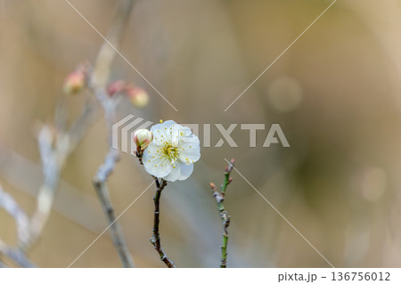 早春の光の中に佇む白い梅の一輪 136756012