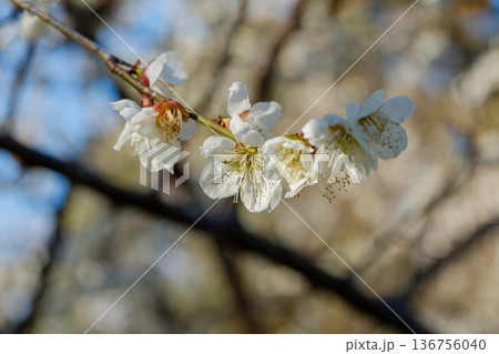早春の光を浴びて枝に咲く白い梅の花 136756040