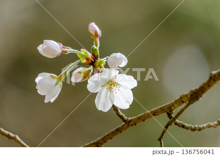 春の始まりを告げる桜の蕾と一輪の開花 136756041