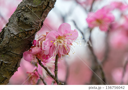 力強い幹から咲き誇る鮮やかなピンクの梅 136756042