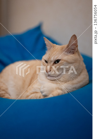 ヨギボー猫 136756054