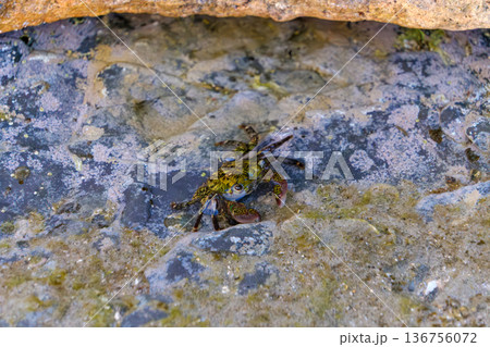 岩場の潮溜まりに隠れる色彩豊かなイワガニ 136756072