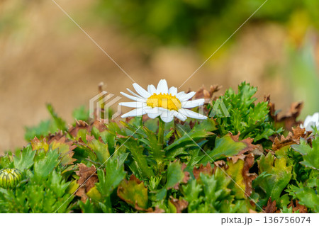冬から春の庭を彩る白いノースポールの花 冬から春の庭を彩る白いノースポールの花 136756074