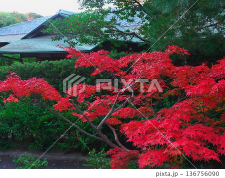 秋の名古屋　白鳥庭園 茶室 清羽亭の紅葉 136756090