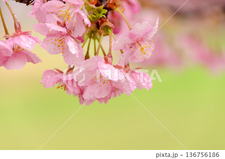 雨上がりの雫をまとい瑞々しく輝く河津桜 雨上がりの雫をまとい瑞々しく輝く河津桜 136756186