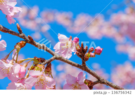 透き通るような青空に映える満開の河津桜と蕾 136756342