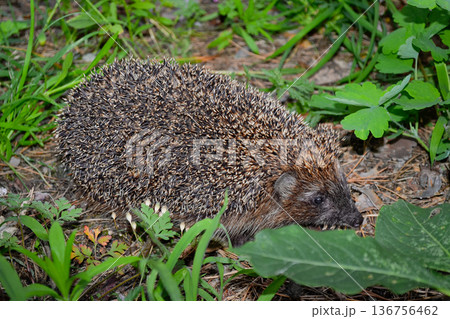 Hedgehog in the Wild Forest Hedgehog in the Wild Forest 136756462