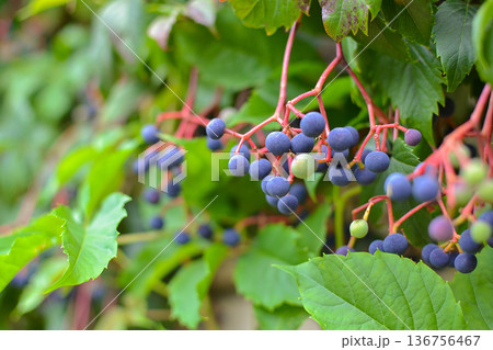 Ornamental vine Maiden grapes. Berries close-up 136756467