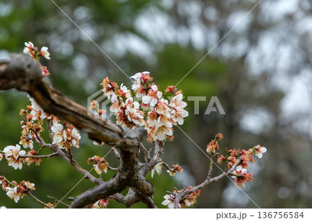 冬から春へ移ろう季節を彩る白い梅の花 冬から春へ移ろう季節を彩る白い梅の花 136756584