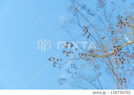 抜けるような冬の青空と繊細な枝先に残る植物の実 136756702