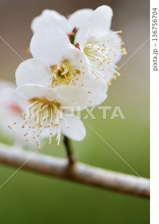 枝の上で押し合いへし合いの白梅の花たち 枝の上で押し合いへし合いの白梅の花たち 136756704