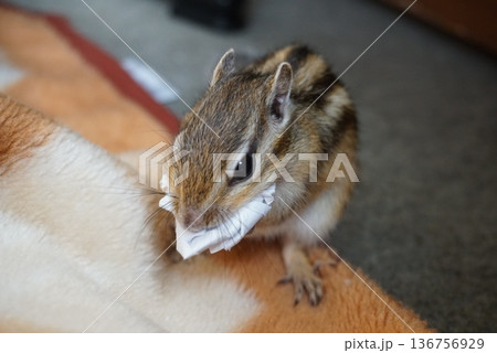 半紙を集めるシマリス 半紙を集めるシマリス 136756929