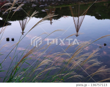 秋の名古屋 白鳥庭園 水鏡に映る夕暮れの空とススキ 秋の名古屋 白鳥庭園 水鏡に映る夕暮れの空とススキ 136757113