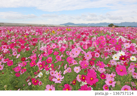 コスモス コスモス 136757114
