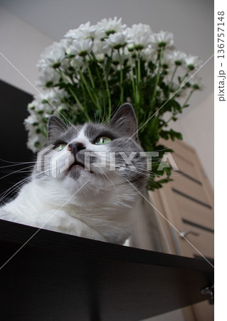Portrait of the cat with green eyes laying down on the table near vase with flowers. Portrait of the cat with green eyes laying down on the table near vase with flowers. 136757148