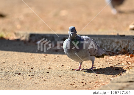 公園にいる鳩 公園にいる鳩 136757164