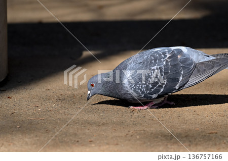 公園にいる鳩 公園にいる鳩 136757166