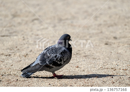 公園にいる鳩 公園にいる鳩 136757168