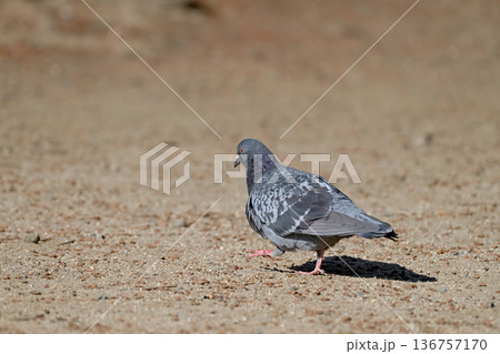 公園にいる鳩 136757170