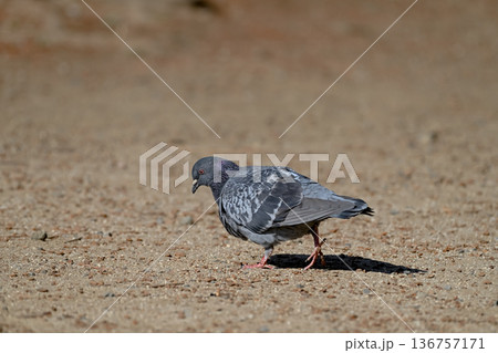 公園にいる鳩 公園にいる鳩 136757171